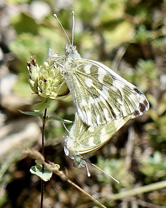 Bath white